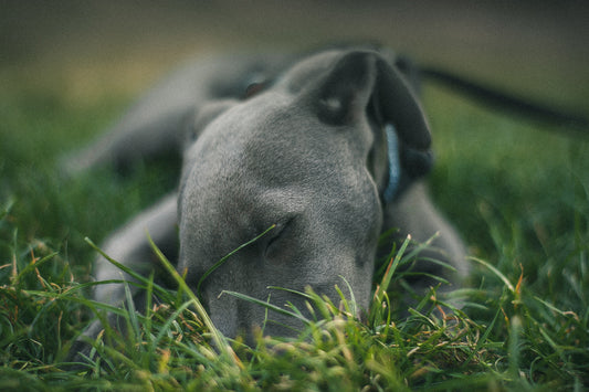 The Best Dental Chew for Dogs