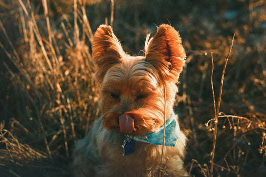 Can Dogs Eat Mushrooms?