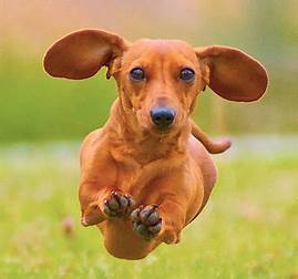 Sausage dog clearance running