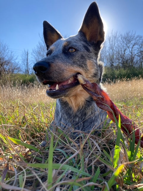 Medium Braided Bully Stick