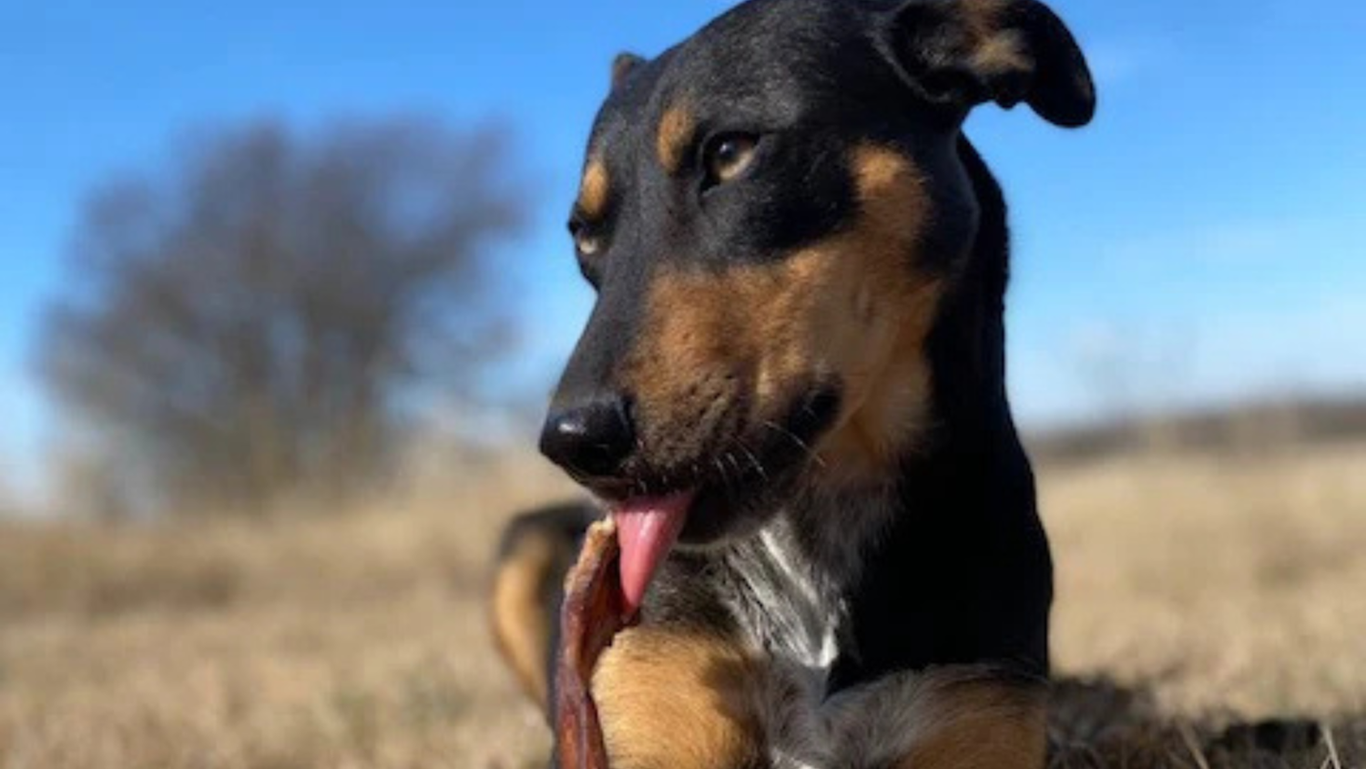 Are Bully Sticks Safe For Dogs