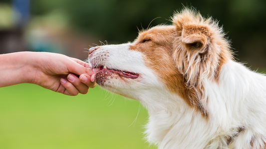 Are Greenies Good for Dogs? An Honest Review