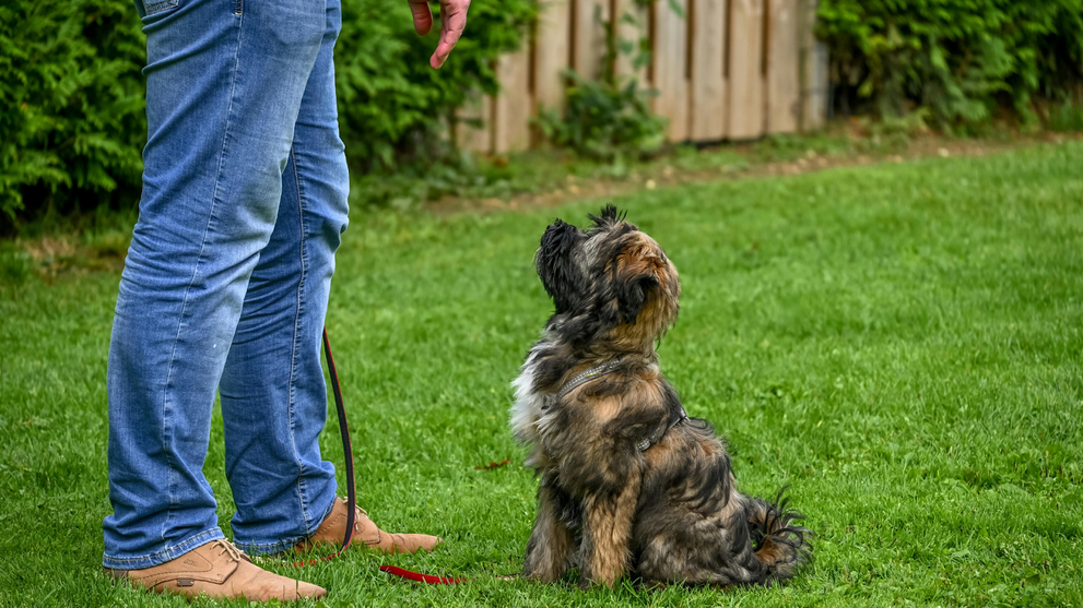 Best Puppy Treats for Training: What to Look For