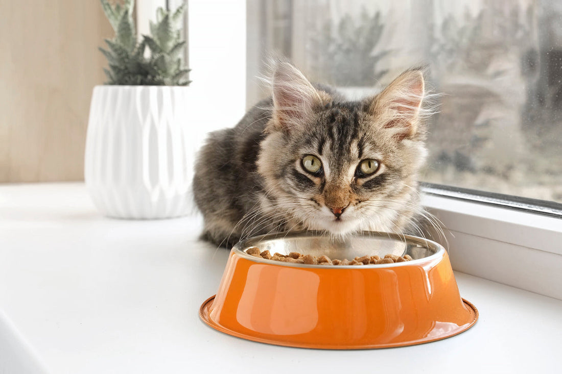 Cat Eating out an Orange Bowl