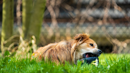 Collagen Chews for Dogs: Benefits & Safety
