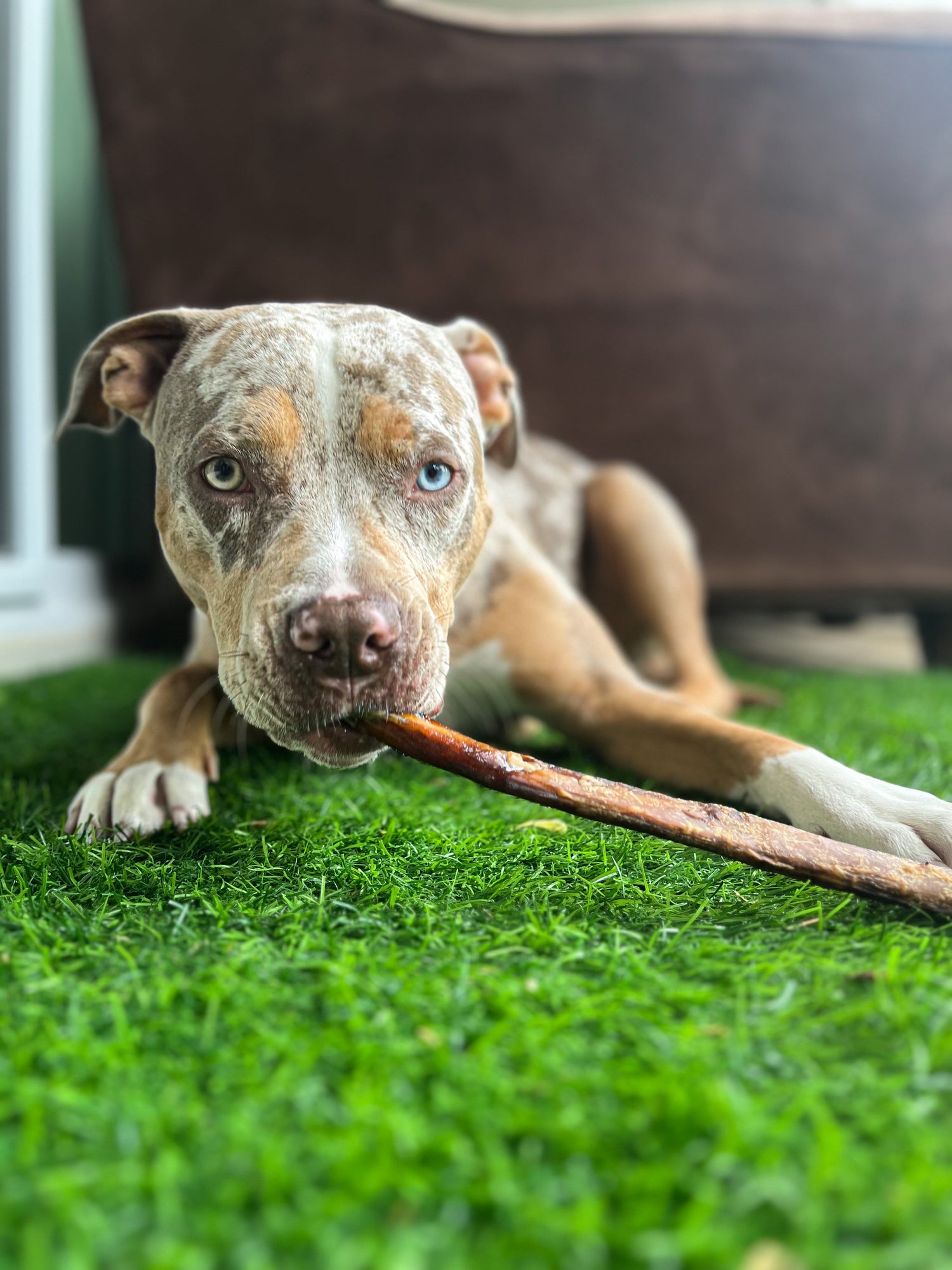 Dog Chewing on Bully Stick
