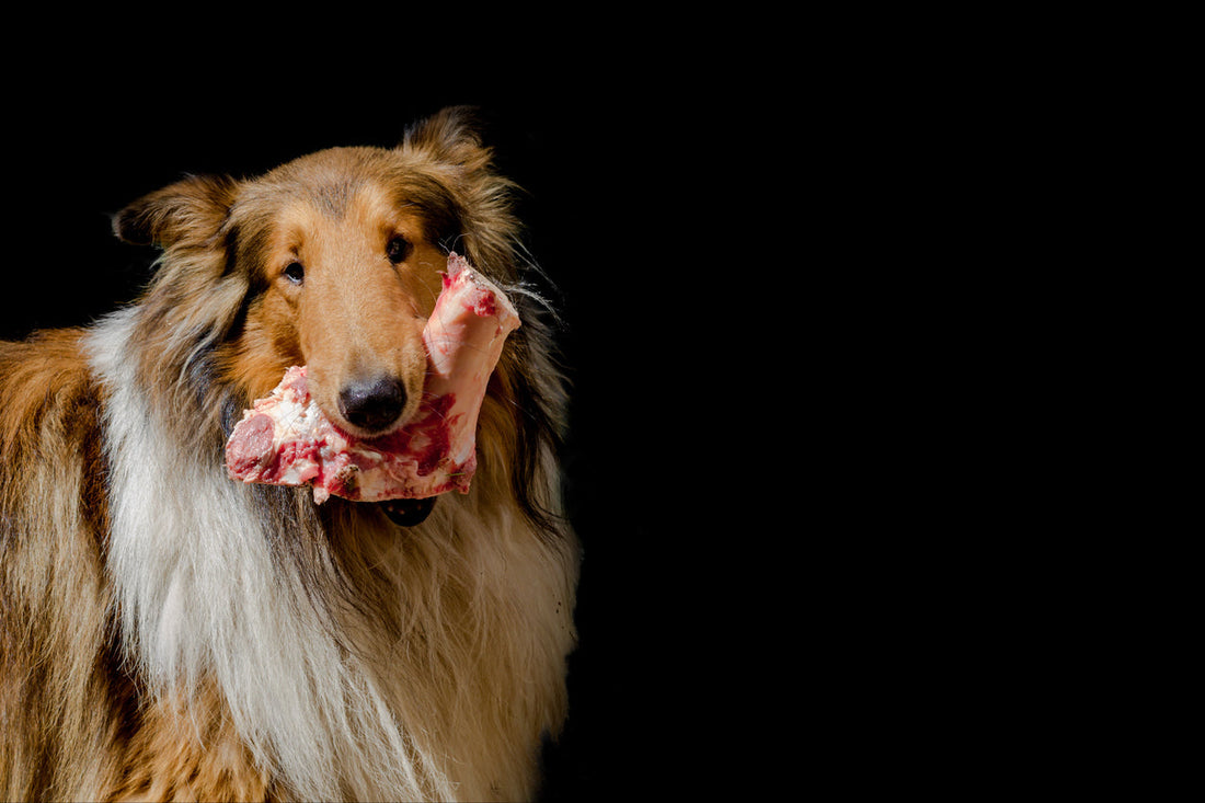 Mass Market Dog Treats vs Jack's Premium: Why Real Ingredients Matter