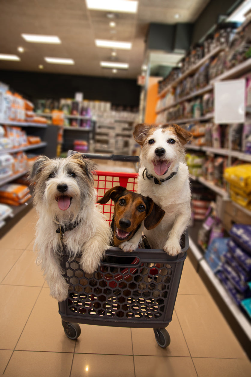 3 Dogs Sitting Happily in a Shopping Cart at a Pet Store
