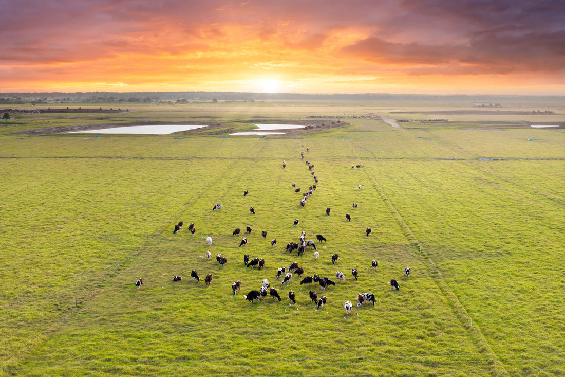 Free Range Cattle Roaming Field at Sunset
