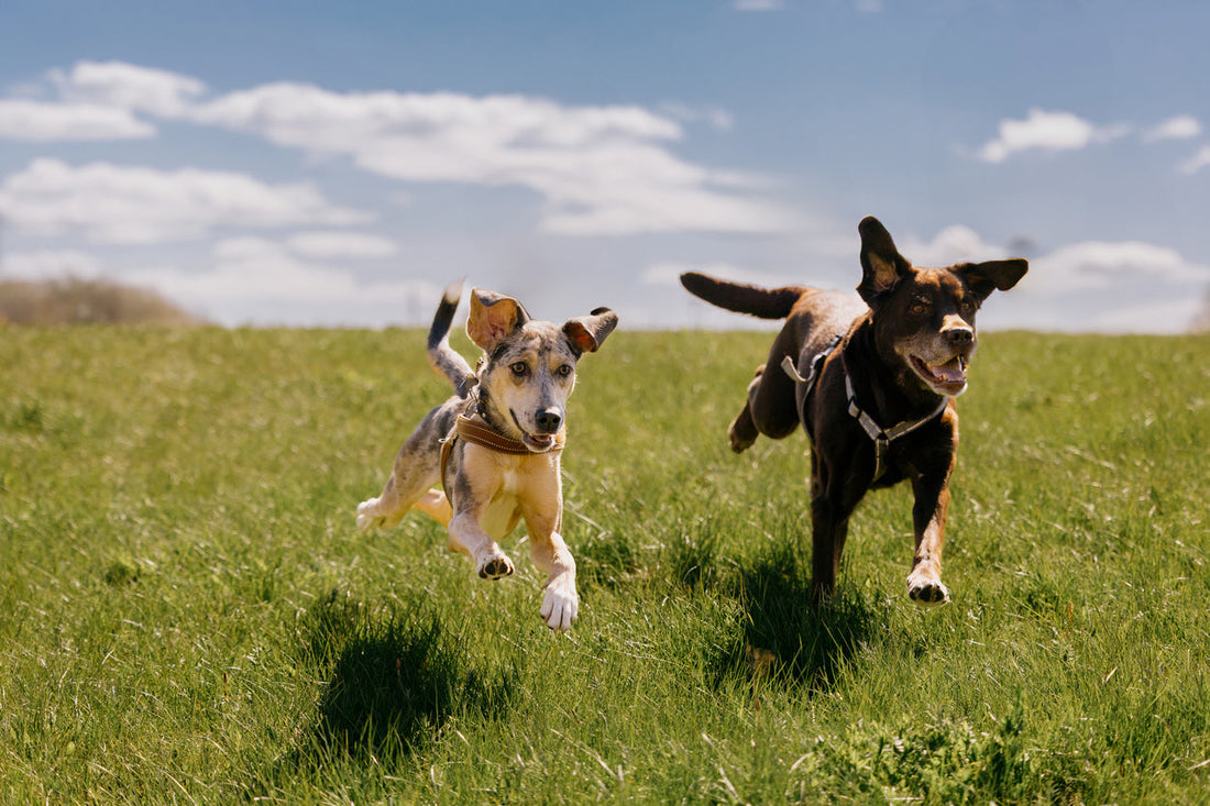 7 Best Seed Oil Free Dog Treats: Our Guide to Healthier Pet Nutrition