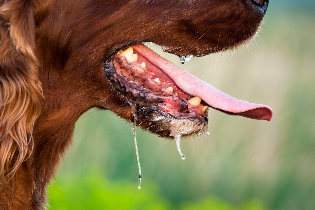 Irish Setter Drooling