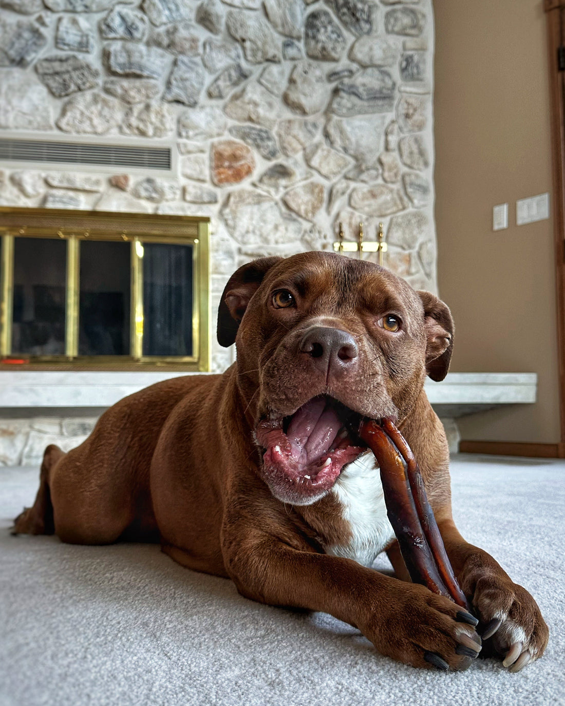 Top Natural Dog Treats in the USA: A Guide to Healthier Options