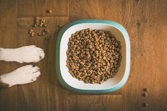 What Should I Feed my Dog?