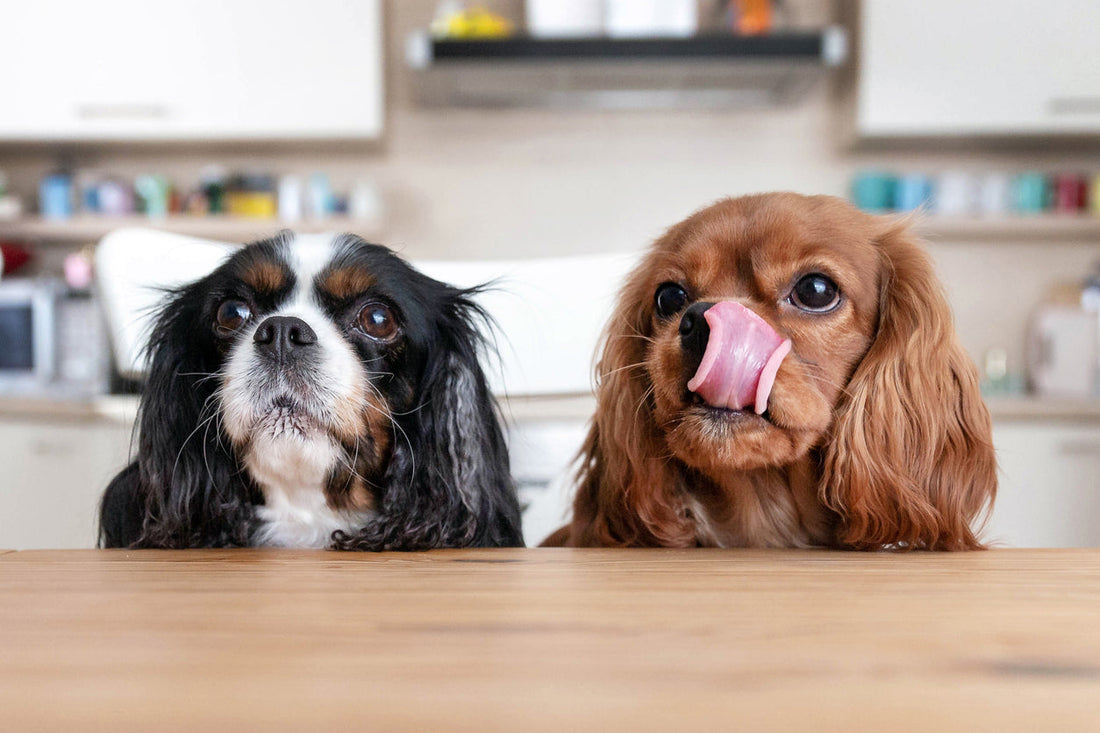 Dogs Sitting in Kitchen