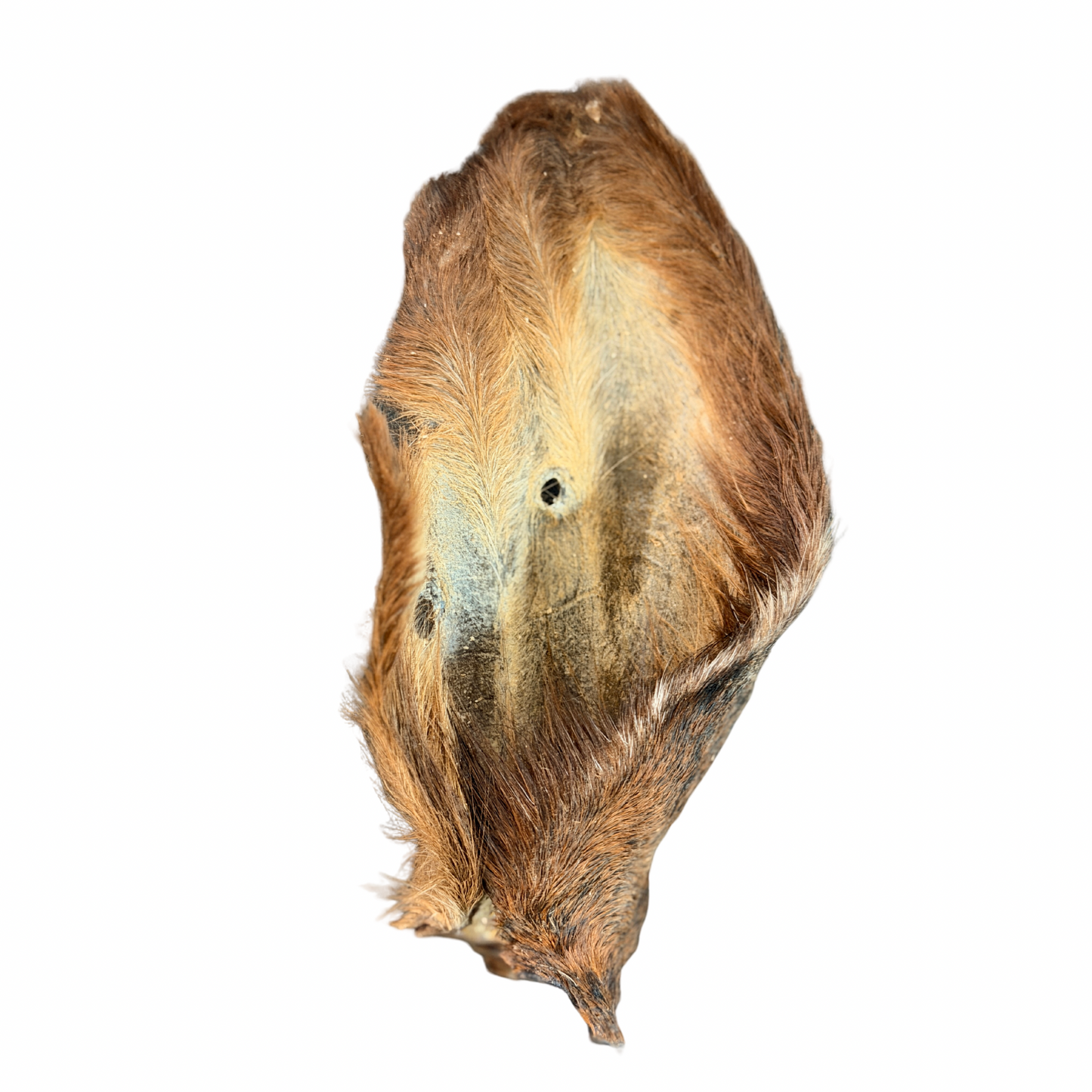 Cow Ear