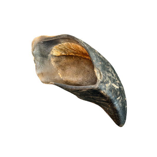 Cow Hoof