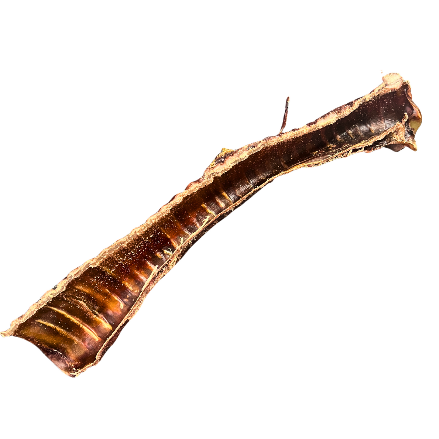 Bison Trachea