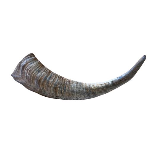 Goat Horn