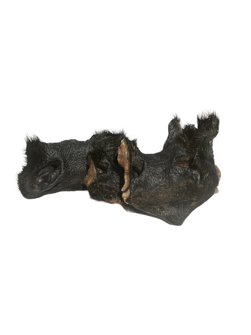 Cow Snout